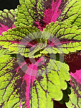 Green, Pink, Burgundy Coleus French Quarter Plant