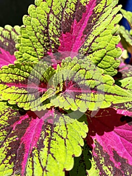 Green, Pink, Burgundy Coleus French Quarter Plant