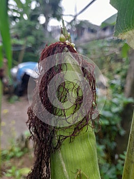 Green pink corn hair