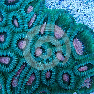 Green and pink favia brain coral