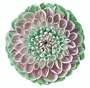 Green and pink flower dahlia on the  white isolated background with clipping path. Close-up. Flowers on the stem. Nature