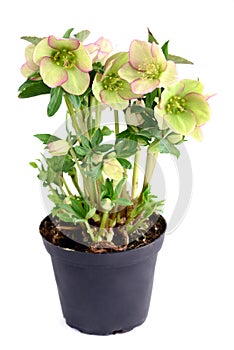 Green pink Hellebore Helleborus niger in flowerpot on white is