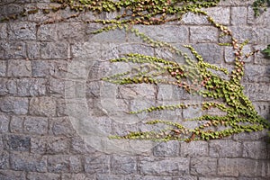 Green and pink Ivy leaves climbing the stone wall.