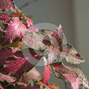 Green-and-pink leaves of nerve-plant fittonia verschaffeltii