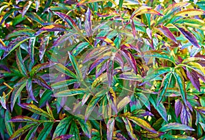 Green and pink leaves of the plant. Natural colorful background. Close up