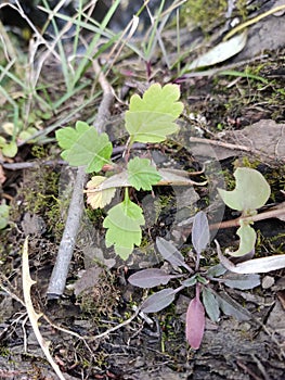 Green and pink plant sprouted through moss