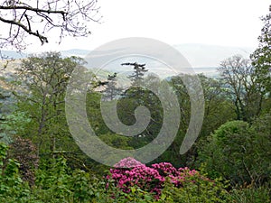 The green and pink scenery of Muncaster gardens
