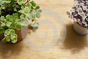 Green and pink sedum succulent pot on wood table frame background