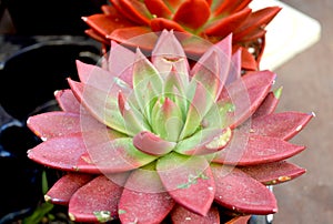Green-pink succulent