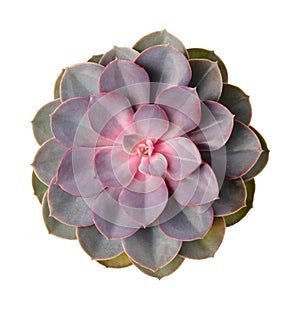 Green and pink succulents top view isolated