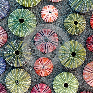 Green, pink and violet colored sea urchin shells on dark sand beach