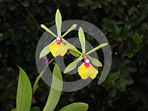 Green pink and yellow orchid Encyclia close up