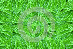 Green piper sarmentosum leaves photo