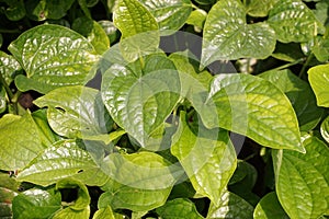 Green Piper sarmentosum plant photo