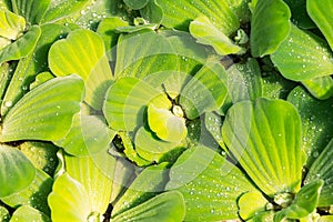 Green Pistia stratiotes aquatic plant floating, Water plant