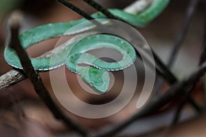 Green Pit Viper