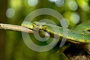 The Green Pit Viper beautiful snake.