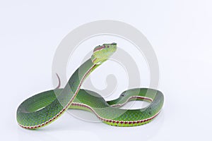 Green pit viper bites on white background ,Snake of Thailand