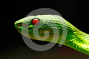 Green pit viper portrait