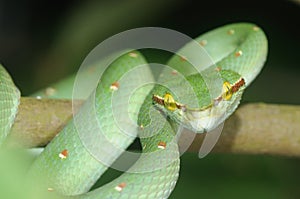 Green Pit Viper