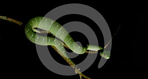 Green Pit Viper on tree branch at night. Background darkened