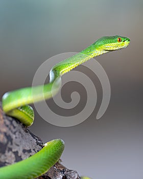 Green Pit Viper, Trimeresurus albolabris
