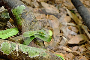 Green pit vipers Asian snake roll on wooden log in forest