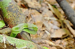 Green pit vipers Asian snake roll on wooden log in forest