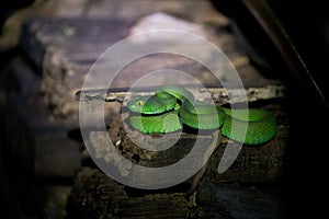Green pit vipers