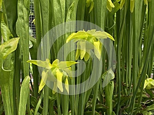 Green pitcherplant / Sarracenia oreophila / Green Pitcher Plant, Montane pitcher plant, GrÃ¼ne Schlauchpflanze