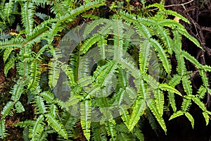 Green Pitchfork fern, old world forked fern growing in forest at