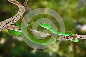 Green Pitviper Snake On a Tree Branch