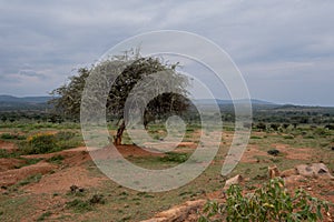 The green plain in Kenya