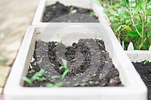 Green plan on white pots and in macro view