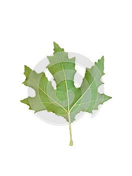 Green plane tree leaf isolated for background