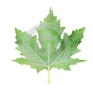 Green plane tree leaf isolated for background