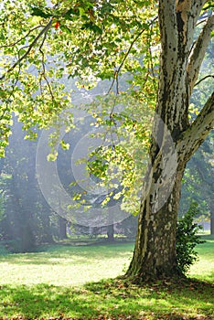 Green plane tree and sunshine rays