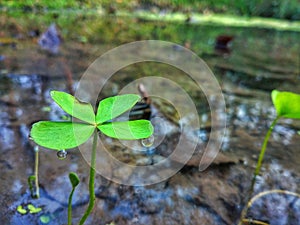 A green plant