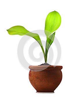 Green Plant