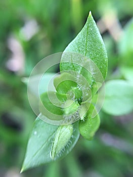 Green plant