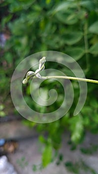 Green plant