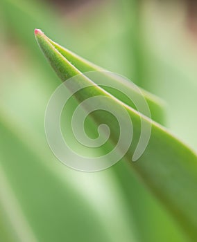 Green plant abstract