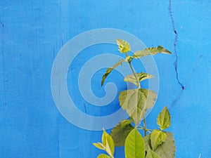 Green plant againts blue cracked wall background