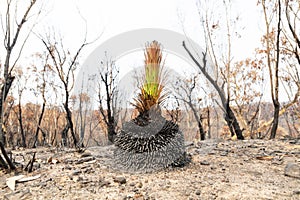 A green plant amongst severely burnt Eucalyptus trees after a bushfire