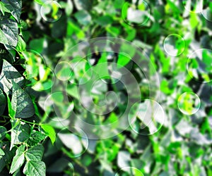 Green Plant Background