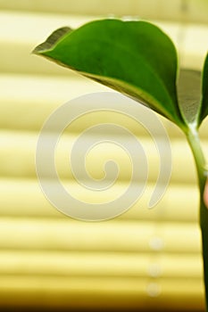 Green plant on the background of yellow blinds.