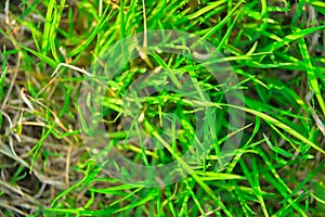Green plant background, young grass. background