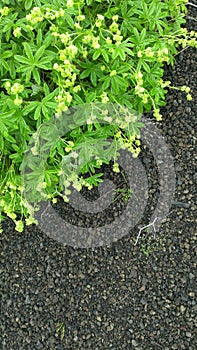 Green plant on basalt sediments