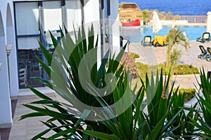 Green plant with beautiful long sharp leaves in a warm tropical resort against the backdrop of beach umbrellas, a pool and sun lou