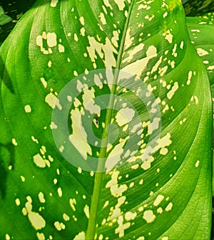 Green plant big leaves and distinctive spots